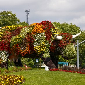 Puķu govs Sarkanmuižas pļavā Puķu govs Sarkanmuižas pļavā