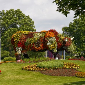 Puķu govs Sarkanmuižas pļavā Puķu govs Sarkanmuižas pļavā