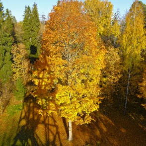 Skats no Alūksnes skatu torņa Skats no Alūksnes skatu torņa