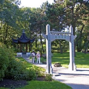 Ķīniešu lapene Rīgas kanālmalas apstādījumos Ķīniešu lapene Rīgas kanālmalas apstādījumos