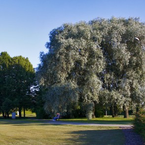 Tilta dārza ainava Tilta dārza ainava