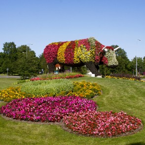 Puķu govs Sarkanmuižas pļavā Puķu govs Sarkanmuižas pļavā