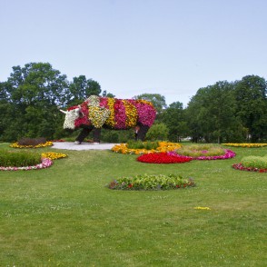 Puķu govs Sarkanmuižas pļavā Puķu govs Sarkanmuižas pļavā