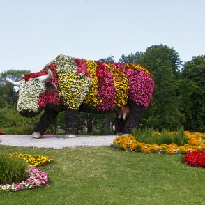 Puķu govs Sarkanmuižas pļavā Puķu govs Sarkanmuižas pļavā