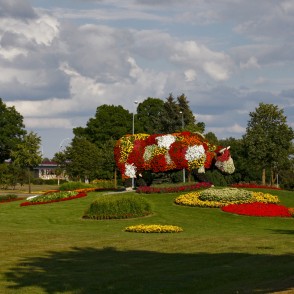 Puķu govs Sarkanmuižas pļavā Puķu govs Sarkanmuižas pļavā