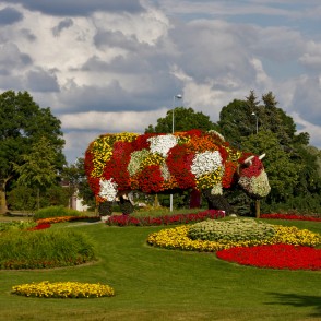 Puķu govs Sarkanmuižas pļavā Puķu govs Sarkanmuižas pļavā