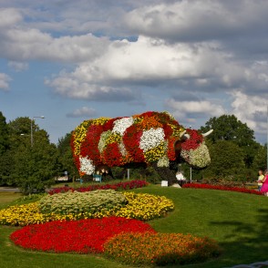 Puķu govs Sarkanmuižas pļavā Puķu govs Sarkanmuižas pļavā