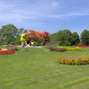 Puķu govs Puķu govs