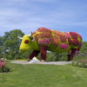 Ventspils Puķu govs Ventspils Puķu govs