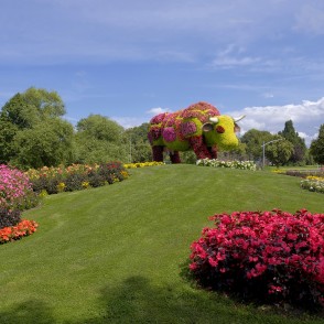 Figurālā ziedu skulptūra “Puķu govs” Figurālā ziedu skulptūra “Puķu govs”