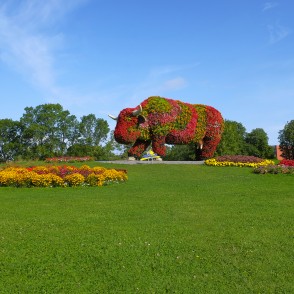 Puķu govs Sarkanmuižas pļavā Puķu govs Sarkanmuižas pļavā