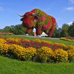 Ziedu skulptūra "Puķu govs" Ziedu skulptūra "Puķu govs"