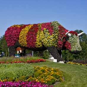 Puķu govs Ventspilī Puķu govs Ventspilī