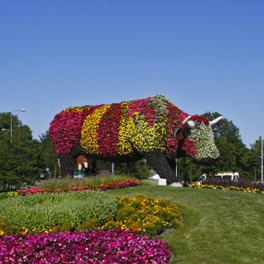 Puķu govs Ventspilī Puķu govs Ventspilī