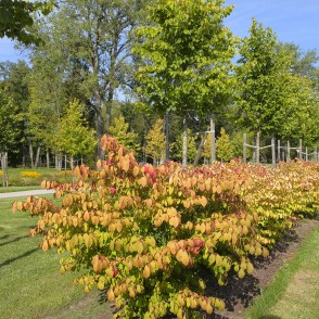 Autumn-Colored Shrub Alley in Ķemeri Resort Park on a Sunny Day Autumn-Colored Shrub Alley in Ķemeri Resort Park on a Sunny Day