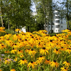 Blooming Rudbeckia Flowers in Ķemeri Resort Park with Historic Building Blooming Rudbeckia Flowers in Ķemeri Resort Park with Historic Building