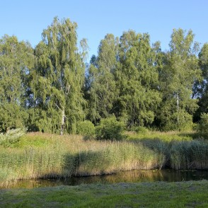 Reed-lined bank of the Bārta River with birch trees in a Skuodas city park Reed-lined bank of the Bārta River with birch trees in a Skuodas city park