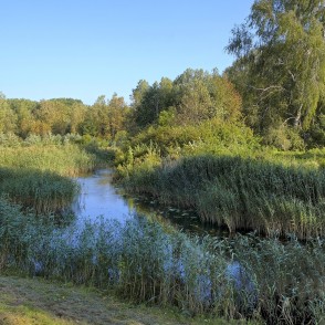 Narrow channel of the Bārta River with reeds and shrubs in a Skuodas city park Narrow channel of the Bārta River with reeds and shrubs in a Skuodas city park