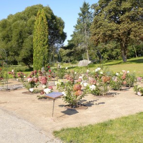Blooming hydrangea garden in Vaclovas Intas stone park Blooming hydrangea garden in Vaclovas Intas stone park