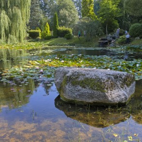 Pond with water lilies and a large stone in a peaceful garden landscape Pond with water lilies and a large stone in a peaceful garden landscape