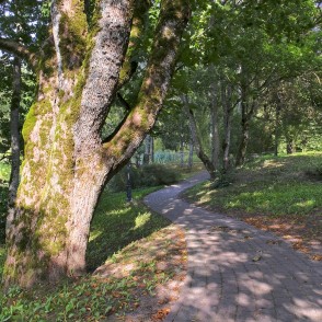 Winding paved path under tall trees in Salantai City Park Winding paved path under tall trees in Salantai City Park