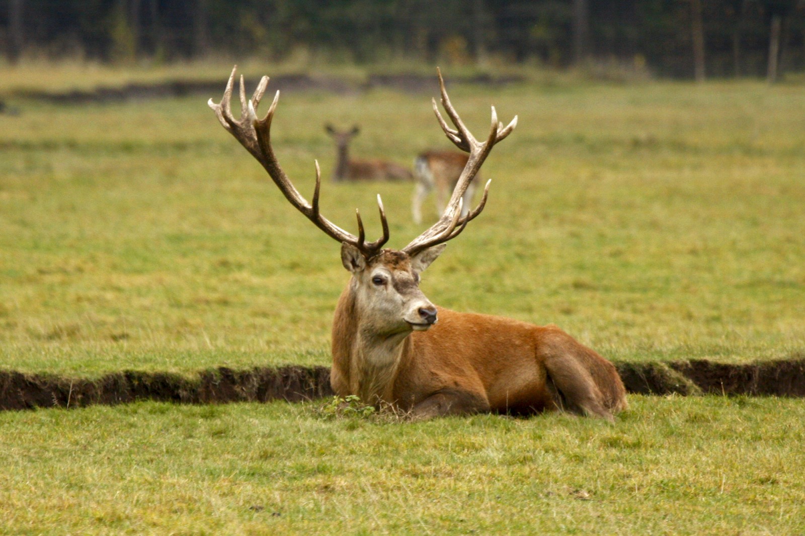 Briežu dārzs "Buku audzētava"