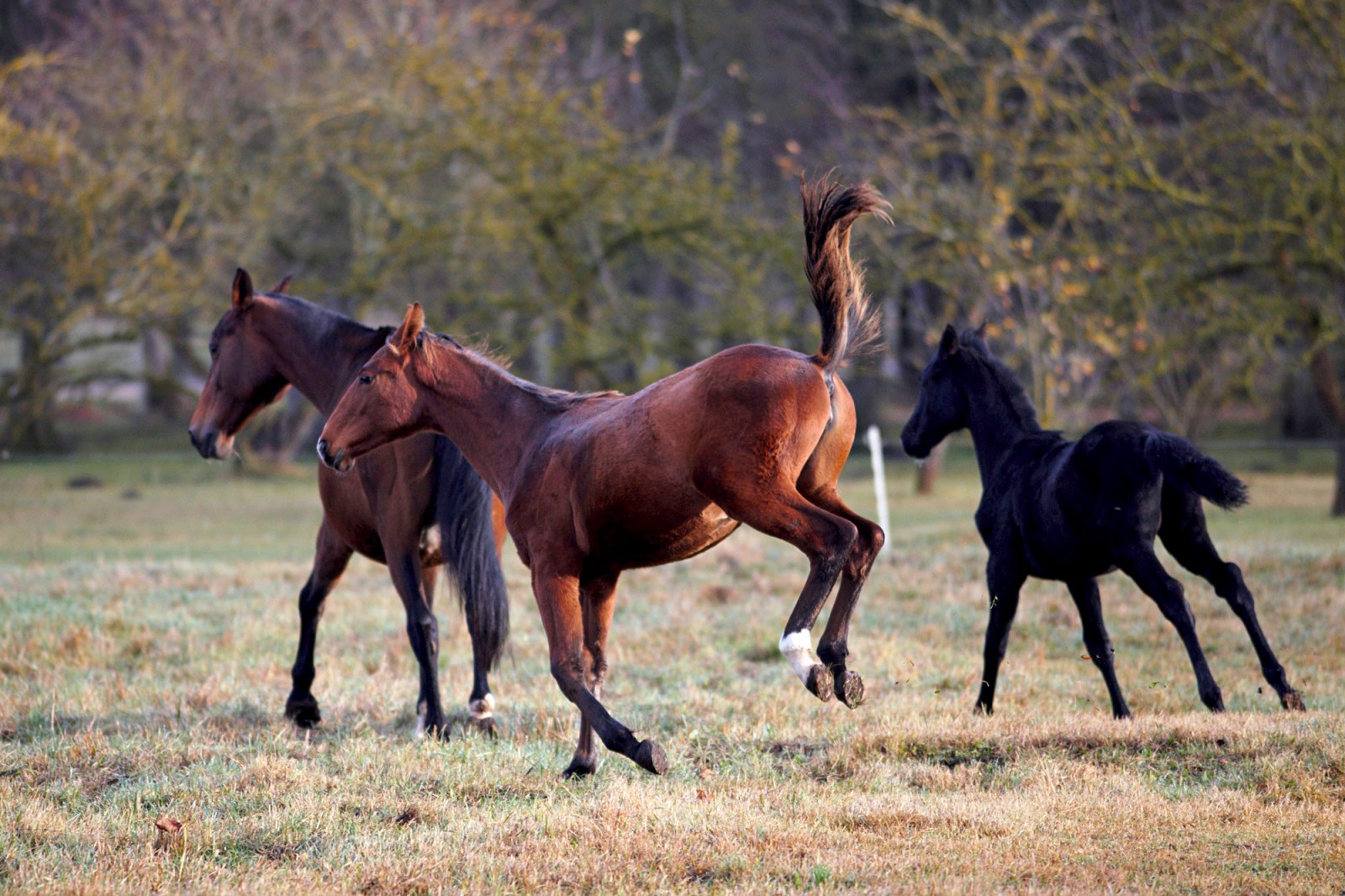 Stud farm "Iveta's horses"