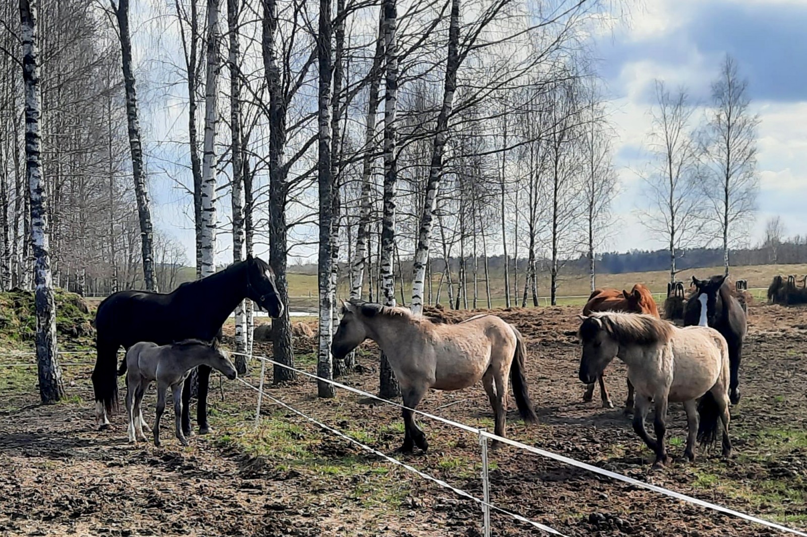 Horse Farmstead “Eguss”