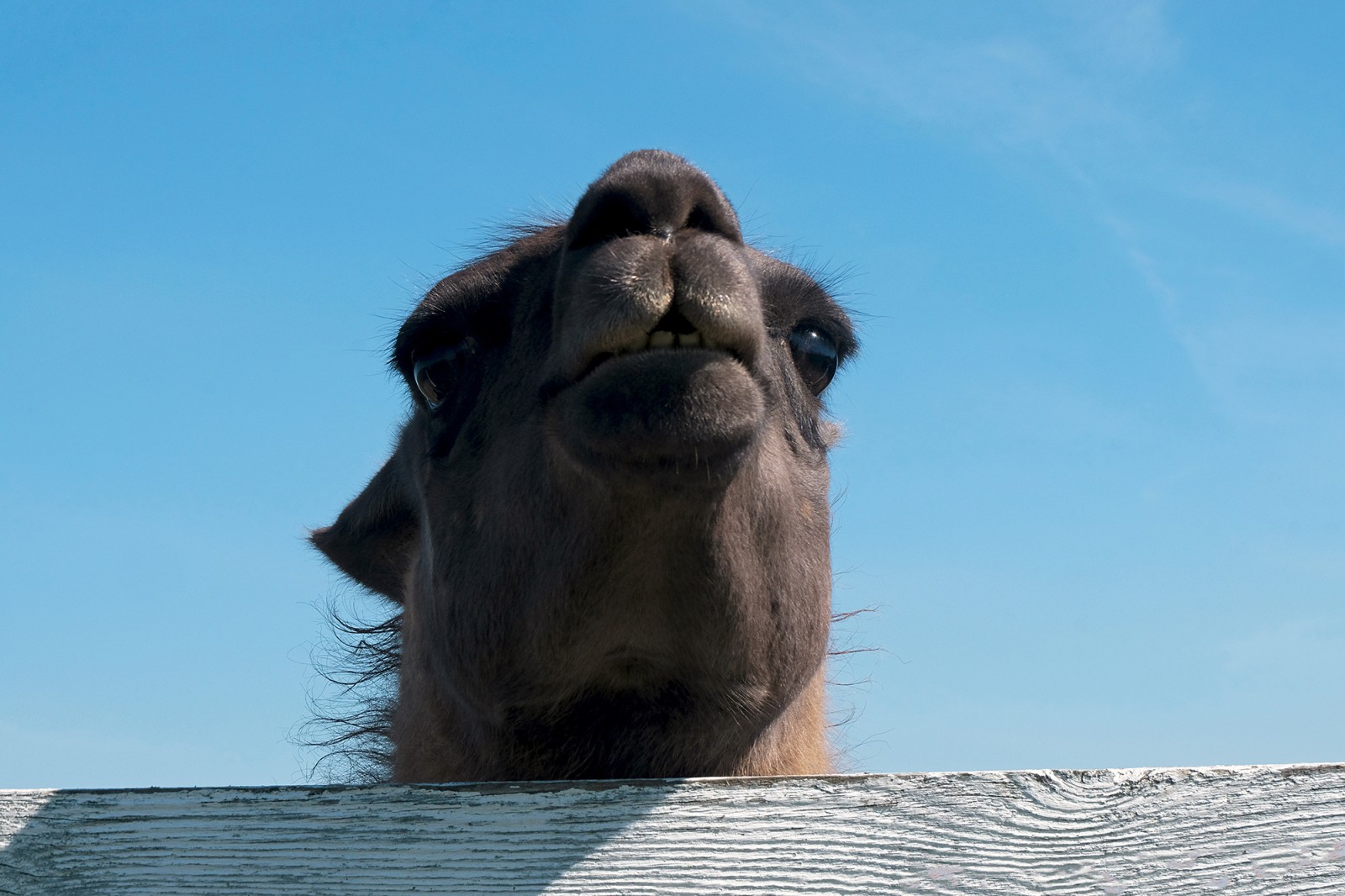 Mini ZOO "Lauku sēta"