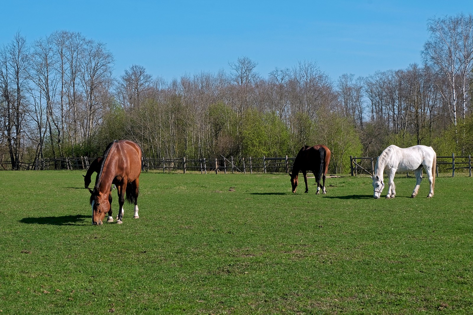 Equestrian sports club "Princis"
