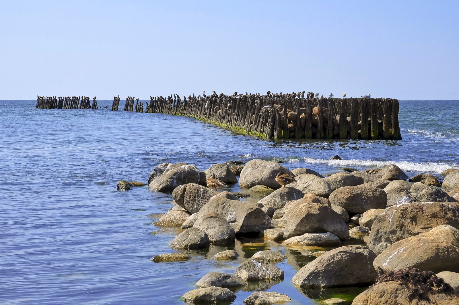 Vecie koka steķi pie Papes kanāla
